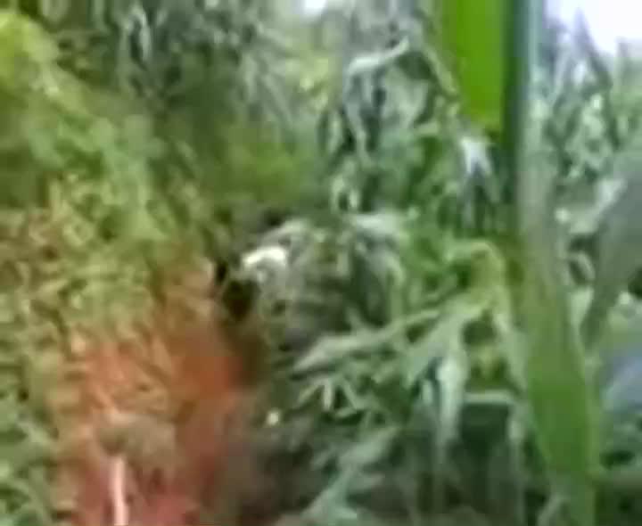Video Ngintip Abg Di Kebun Singkong