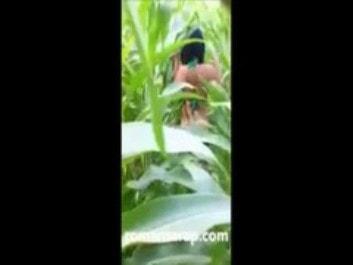 Bokep Indo Video Pasangan Ngentot dikebun Jagung