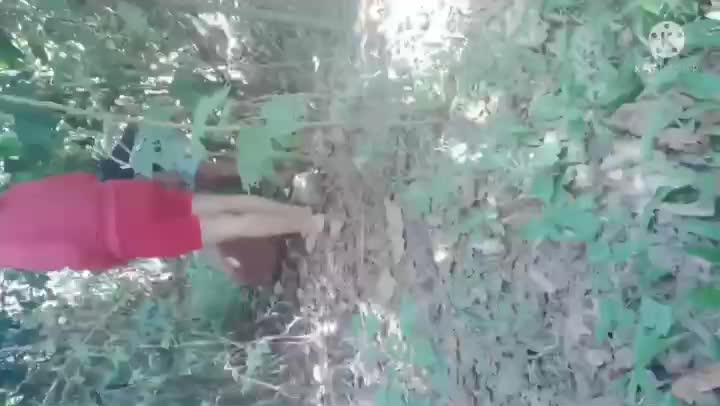 Video Ngentot Di Hutan