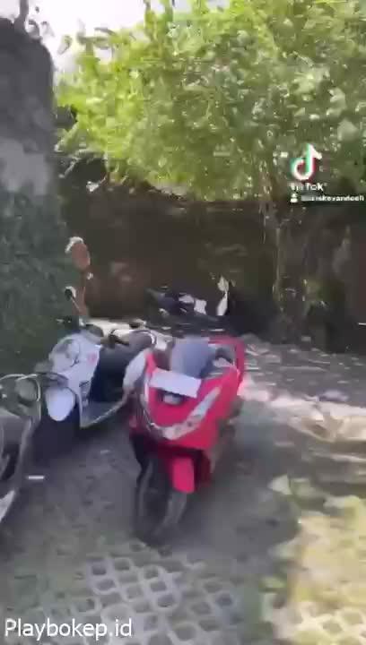 Video Keseharian Di Villa Bali