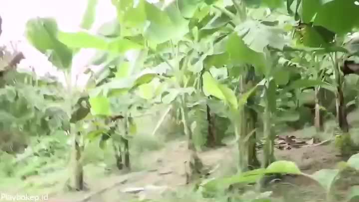 Video Croot Di Kebun Pisang Tetangga