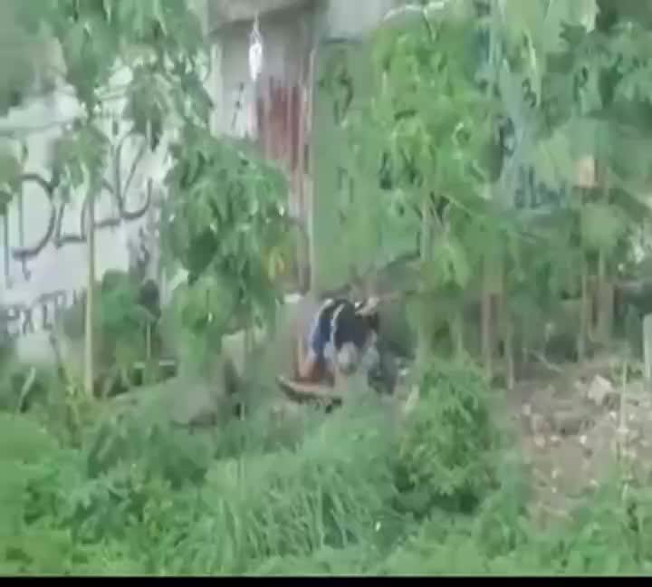 Video Ngintip Jilbab Lagi Ngewe Di Belakang Sekolah Ketahuan